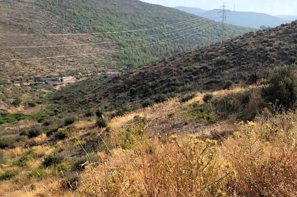 Bodrum Gökpınar da 2.546 m2 Satılık Zeytinlik Arazi