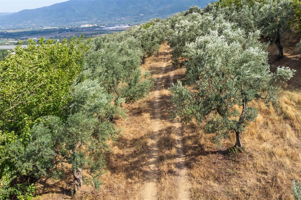 C21 Cius; Bursa/Orhangazi Gedelek Köyünde Satılık 1785 m2 Tarla