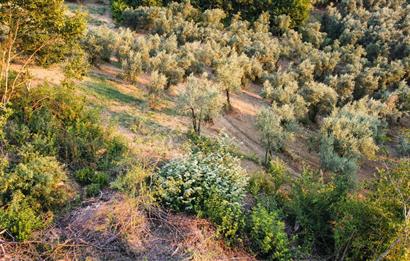 C21 Cius; Bursa/Orhangazi Karsak Köyünde Satılık 5347 m2 Tarla