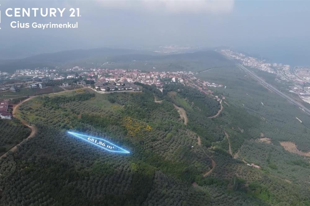 C21 Cius; Umurbey'de İmar Sınırı Manzaralı 681 M2 Zeytinlik