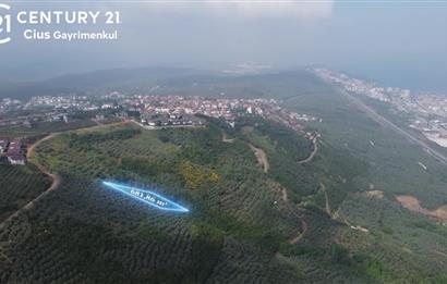 C21 Cius; Umurbey'de İmar Sınırı Manzaralı 681 M2 Zeytinlik