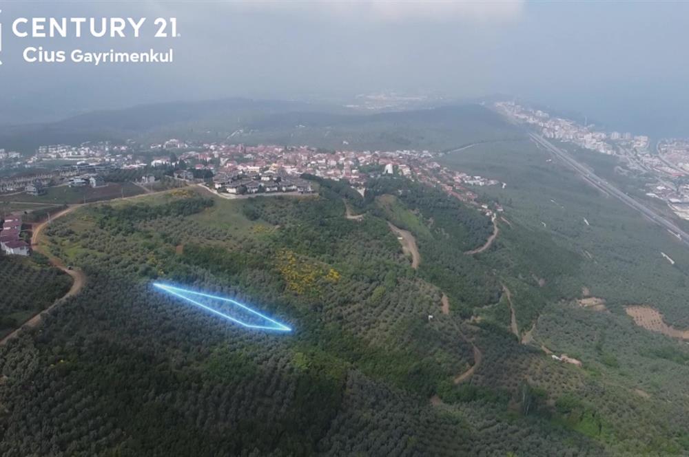 C21 Cius; Umurbey'de İmar Sınırı Manzaralı 681 M2 Zeytinlik