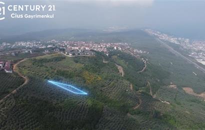 C21 Cius; Umurbey'de İmar Sınırı Manzaralı 681 M2 Zeytinlik