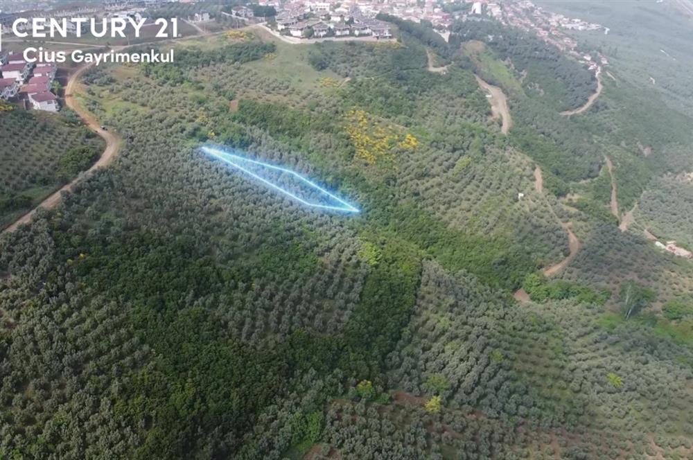 C21 Cius; Umurbey'de İmar Sınırı Manzaralı 681 M2 Zeytinlik