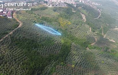 C21 Cius; Umurbey'de İmar Sınırı Manzaralı 681 M2 Zeytinlik