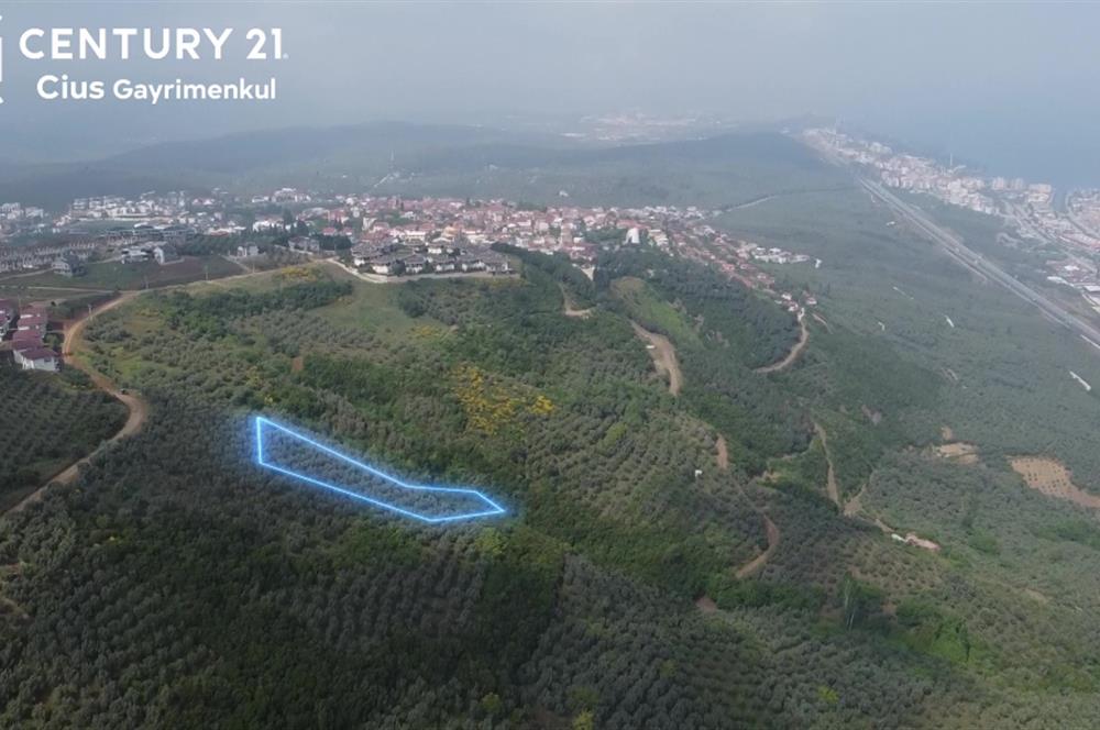 C21 Cius; Umurbey'de İmar Sınırı Manzaralı 777 M2 Zeytinlik  