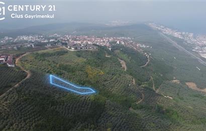 C21 Cius; Umurbey'de İmar Sınırı Manzaralı 777 M2 Zeytinlik  