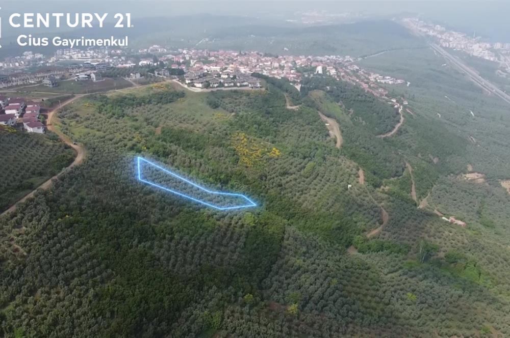 C21 Cius; Umurbey'de İmar Sınırı Manzaralı 777 M2 Zeytinlik  