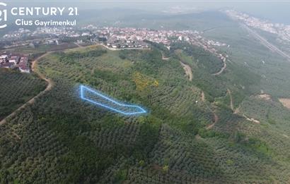 C21 Cius; Umurbey'de İmar Sınırı Manzaralı 777 M2 Zeytinlik  