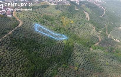 C21 Cius; Umurbey'de İmar Sınırı Manzaralı 777 M2 Zeytinlik  