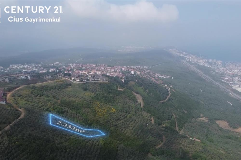 C21 Cius; Umurbey'de İmar Sınırı Manzaralı 777 M2 Zeytinlik  