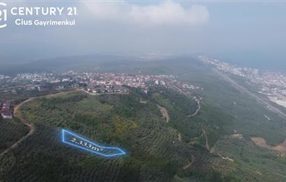 C21 Cius; Umurbey'de İmar Sınırı Manzaralı 777 M2 Zeytinlik  