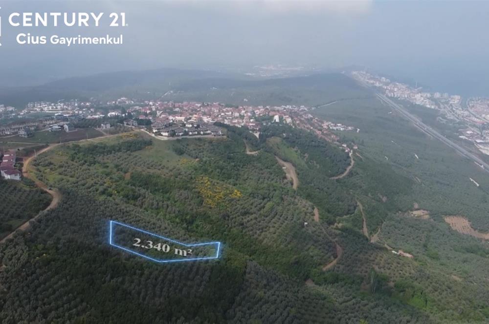 C21 Cius; Umurbey'de İmar Sınırı Manzaralı 2.340 M2 Zeytinlik