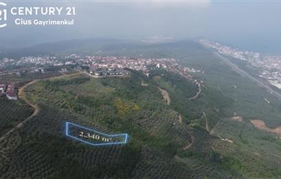 C21 Cius; Umurbey'de İmar Sınırı Manzaralı 2.340 M2 Zeytinlik