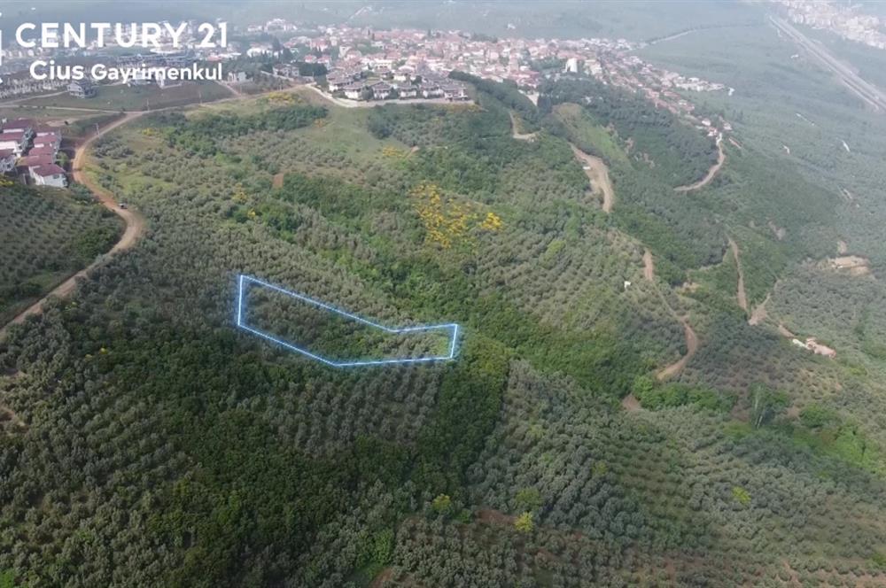 C21 Cius; Umurbey'de İmar Sınırı Manzaralı 2.340 M2 Zeytinlik