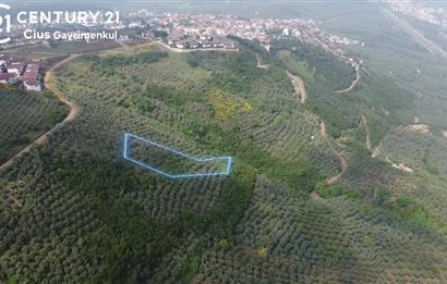 C21 Cius; Umurbey'de İmar Sınırı Manzaralı 2.340 M2 Zeytinlik