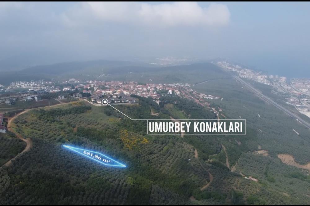 C21 Cius; Umurbey'de İmar Sınırı Manzaralı 681 M2 Zeytinlik