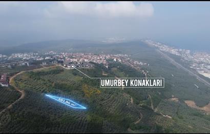 C21 Cius; Umurbey'de İmar Sınırı Manzaralı 681 M2 Zeytinlik