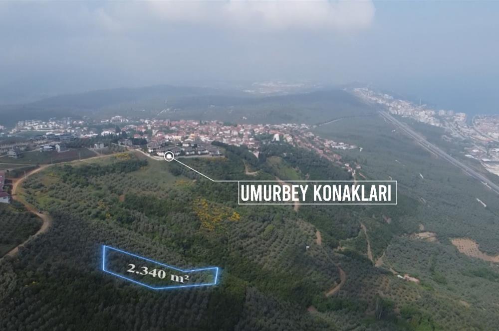 C21 Cius; Umurbey'de İmar Sınırı Manzaralı 2.340 M2 Zeytinlik