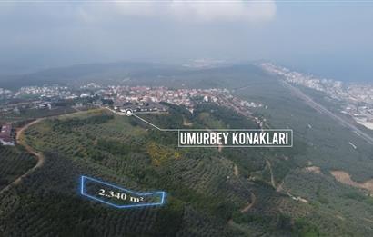 C21 Cius; Umurbey'de İmar Sınırı Manzaralı 2.340 M2 Zeytinlik