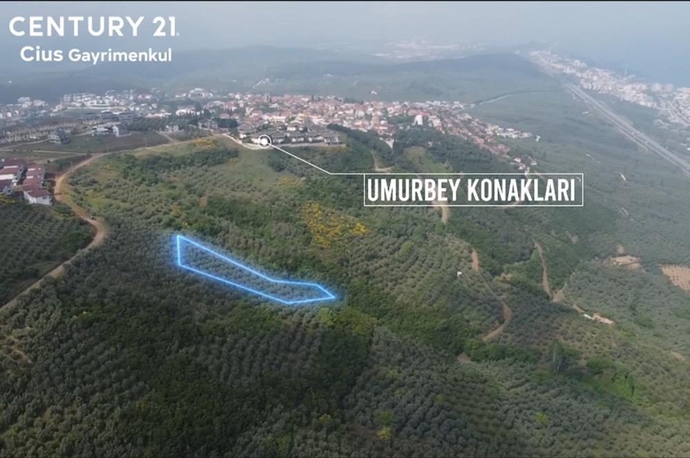 C21 Cius; Umurbey'de İmar Sınırı Manzaralı 777 M2 Zeytinlik  