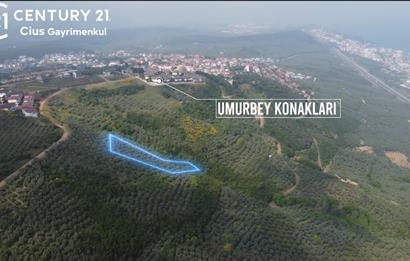 C21 Cius; Umurbey'de İmar Sınırı Manzaralı 777 M2 Zeytinlik  