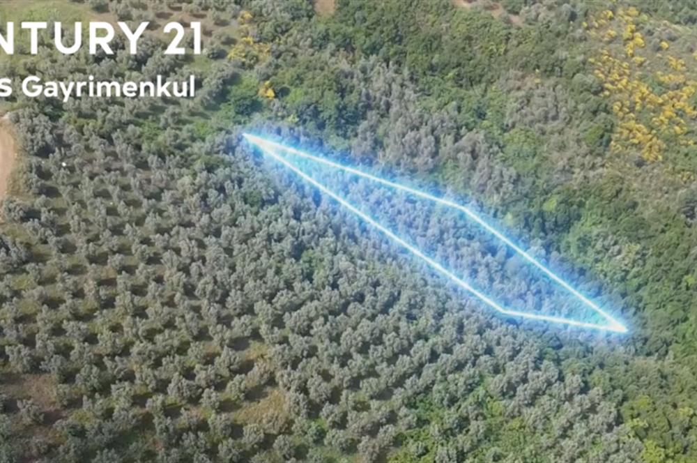 C21 Cius; Umurbey'de İmar Sınırı Manzaralı 681 M2 Zeytinlik