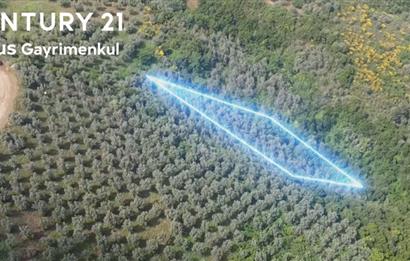 C21 Cius; Umurbey'de İmar Sınırı Manzaralı 681 M2 Zeytinlik