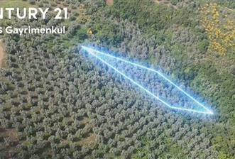 C21 Cius; Umurbey'de İmar Sınırı Manzaralı 681 M2 Zeytinlik