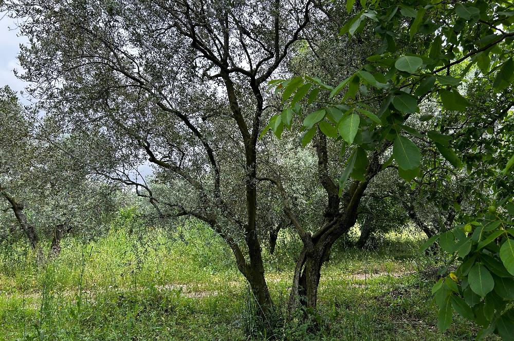 C21 Cius; Adliye-Muratoba Yoluna Cephe Bakımlı Zeytinlik