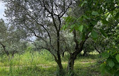 C21 Cius; Adliye-Muratoba Yoluna Cephe Bakımlı Zeytinlik