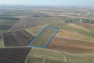 C21; MURATLI AŞAĞISEVİNDİKLİ FOR SALE 12.500 M2 FIELD WITH 50+ MT FACED