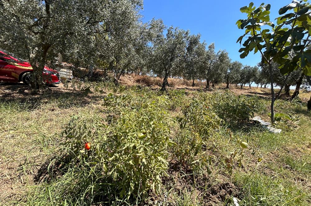 C21Cius:Yeniköy'de kadastro yola cephe yatırımlık tarla