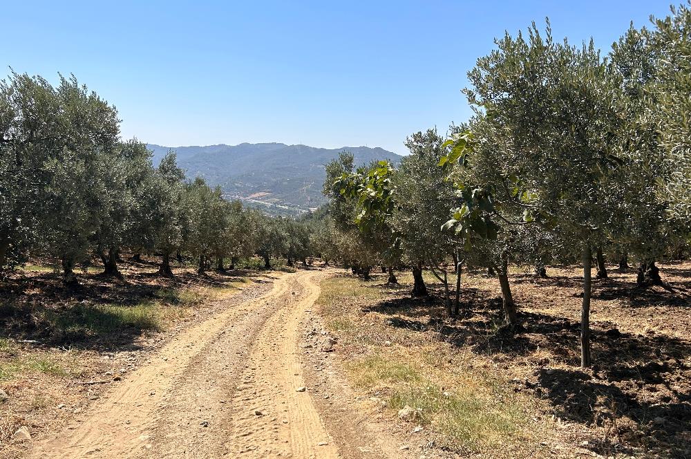 C21Cius:Yeniköy'de kadastro yola cephe yatırımlık tarla