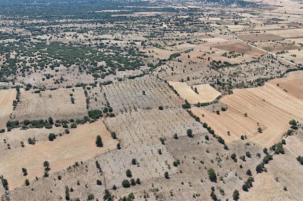 TAVAS BALKICA'DA SATILIK CEVİZ BAHÇESİ