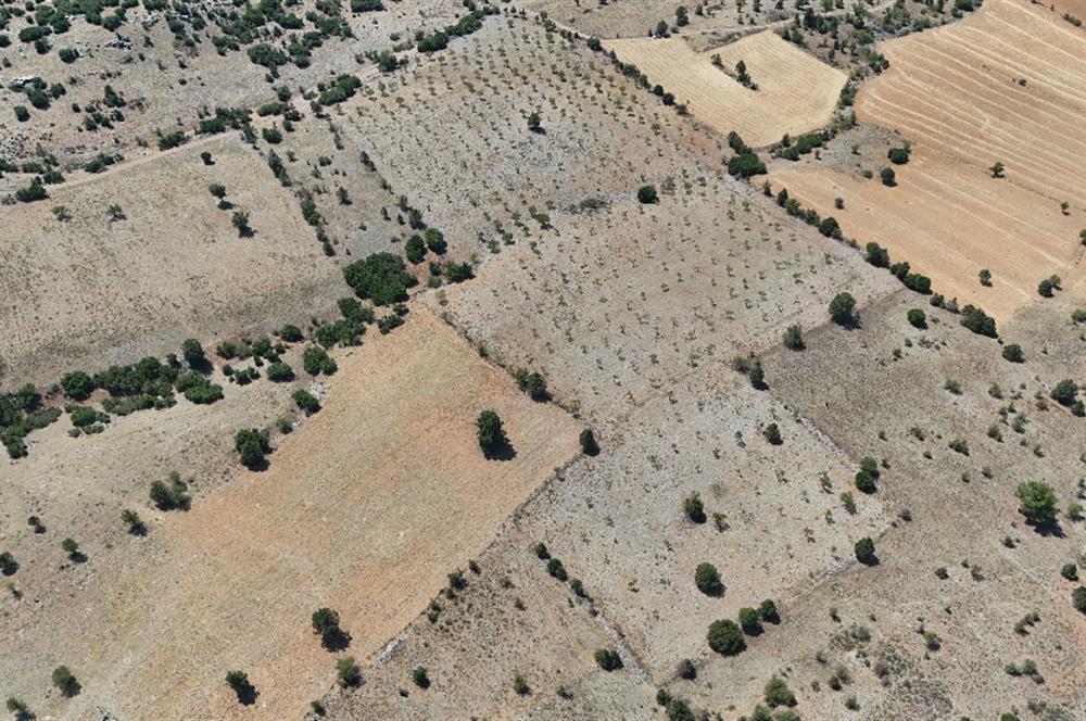 TAVAS BALKICA'DA SATILIK CEVİZ BAHÇESİ