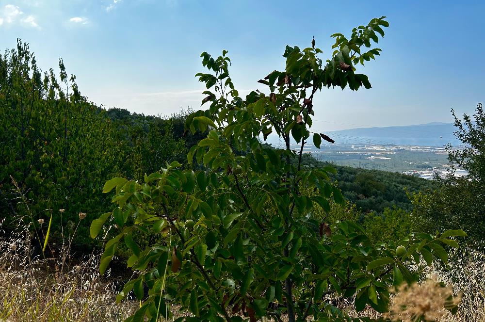 C21Cius;Yeniköy'de Konut İmarlı Yatırımlık Körfez Manzaralı Arsa