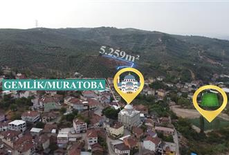 C21 Cius; Muratoba Köy içi İmarlı 5259 m2 Zeytinlik