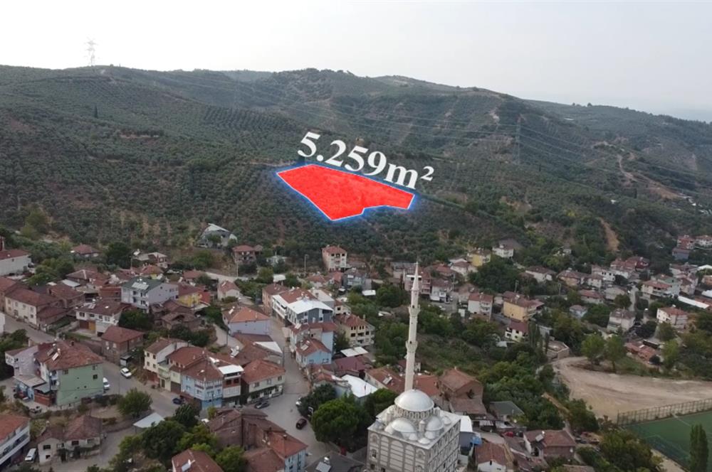 C21 Cius; Muratoba Köy içi İmarlı 5259 m2 Zeytinlik