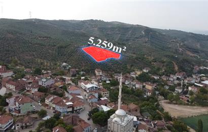 C21 Cius; Muratoba Köy içi İmarlı 5259 m2 Zeytinlik