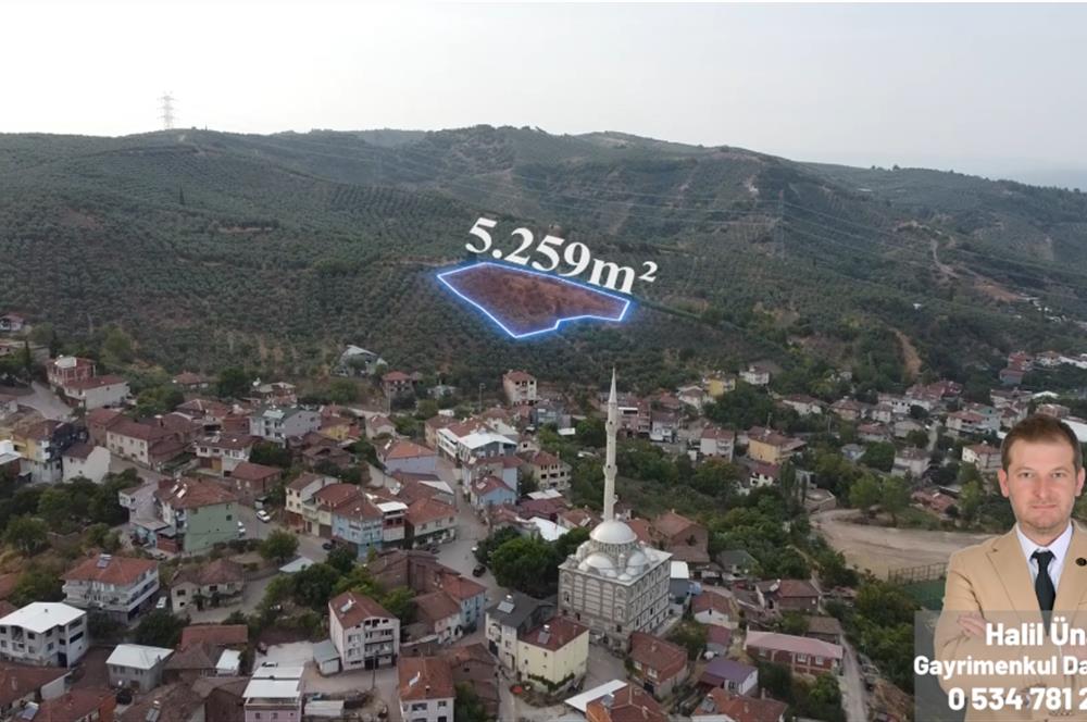 C21 Cius; Muratoba Köy içi İmarlı 5259 m2 Zeytinlik