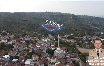 C21 Cius; Muratoba Köy içi İmarlı 5259 m2 Zeytinlik