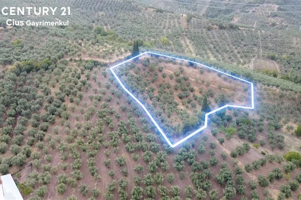 C21 Cius; Muratoba Köy içi İmarlı 5259 m2 Zeytinlik