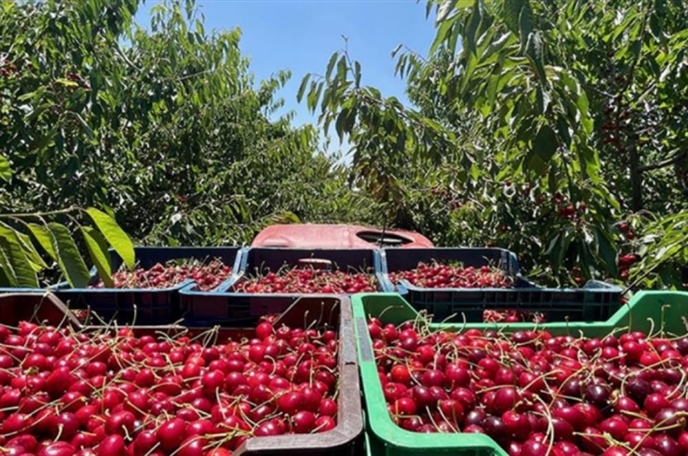 Opportunity! Cherry Orchards for Sale in Seki Village, Eskişehir