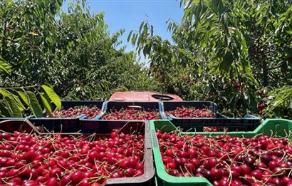 Opportunity! Cherry Orchards for Sale in Seki Village, Eskişehir