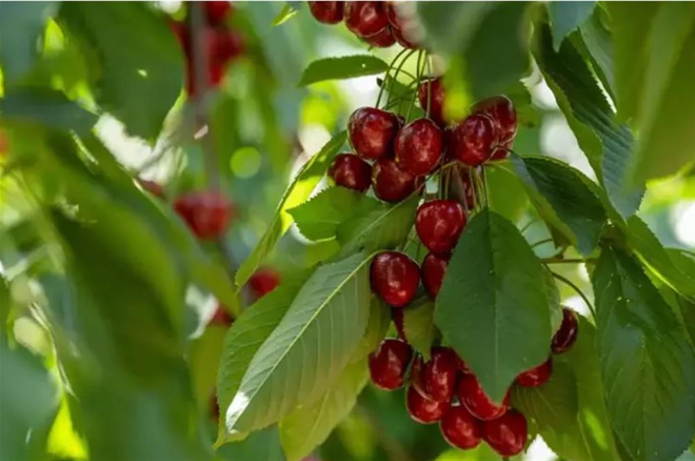 Opportunity! Cherry Orchards for Sale in Seki Village, Eskişehir