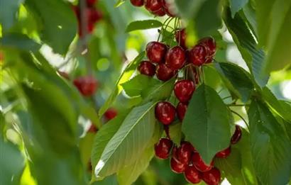 Opportunity! Cherry Orchards for Sale in Seki Village, Eskişehir