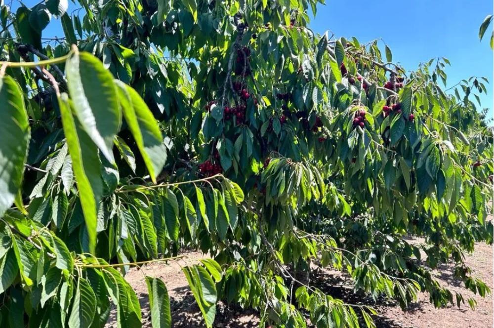 Opportunity! Cherry Orchards for Sale in Seki Village, Eskişehir