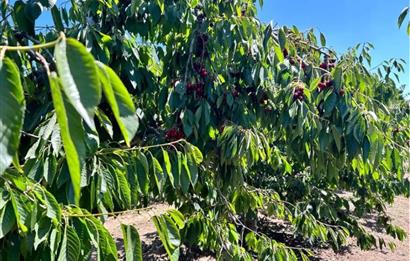 Opportunity! Cherry Orchards for Sale in Seki Village, Eskişehir