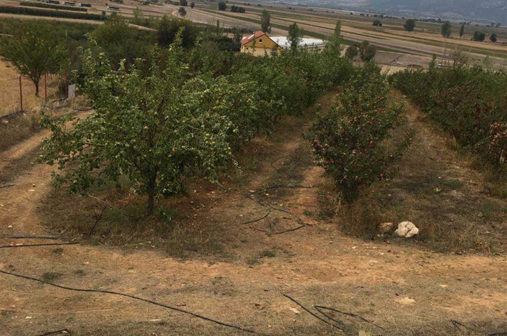 ANTALYA ELMALI 'DA SATILIK ELMA BAHÇESİ